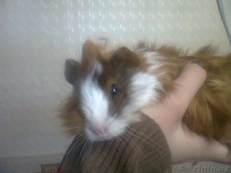 Морские свинки и хомячки - Изображение #1, Объявление #1055866