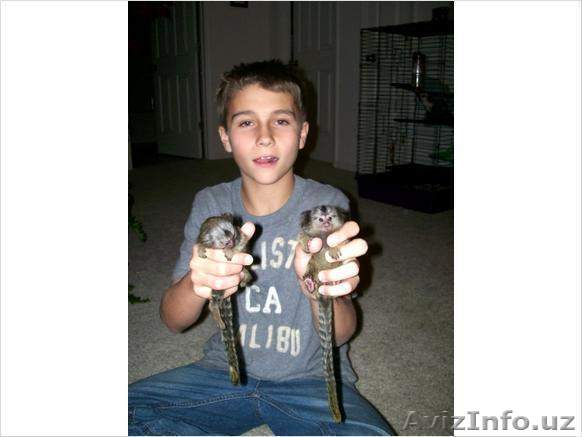  Мартышка Обезьяна 2 - Изображение #1, Объявление #1202221