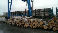 Продажа обрезной доски, круглого леса - производитель из Свердловской области - Изображение #4, Объявление #1210748