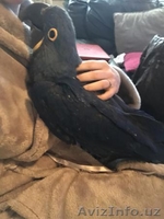 Красивая пара попугаев гиацинтского ара - Изображение #2, Объявление #1622480