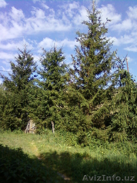 Дом в предгорьях Алтая - Изображение #8, Объявление #899259