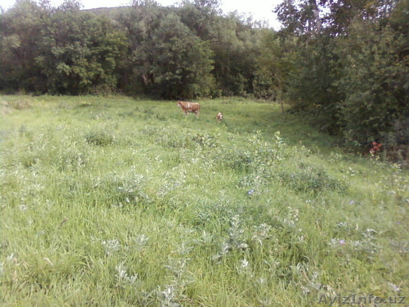 Дом в предгорьях Алтая - Изображение #6, Объявление #899259