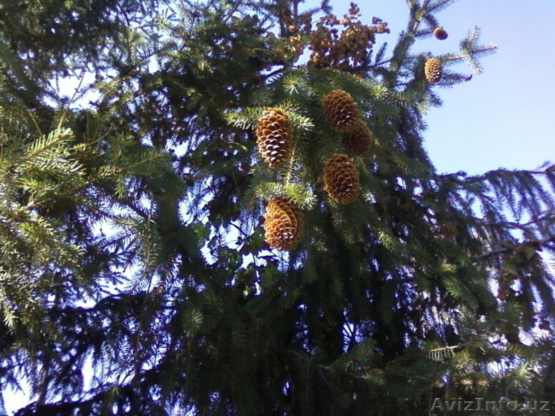 Дом в предгорьях Алтая - Изображение #9, Объявление #899259