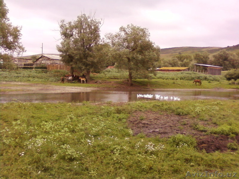Дом в предгорьях Алтая - Изображение #3, Объявление #899259